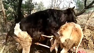 Cow Mating Wonderfull