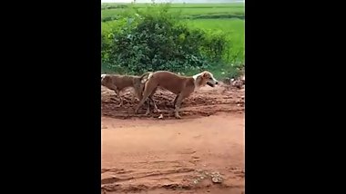 Indian animal sex dog
